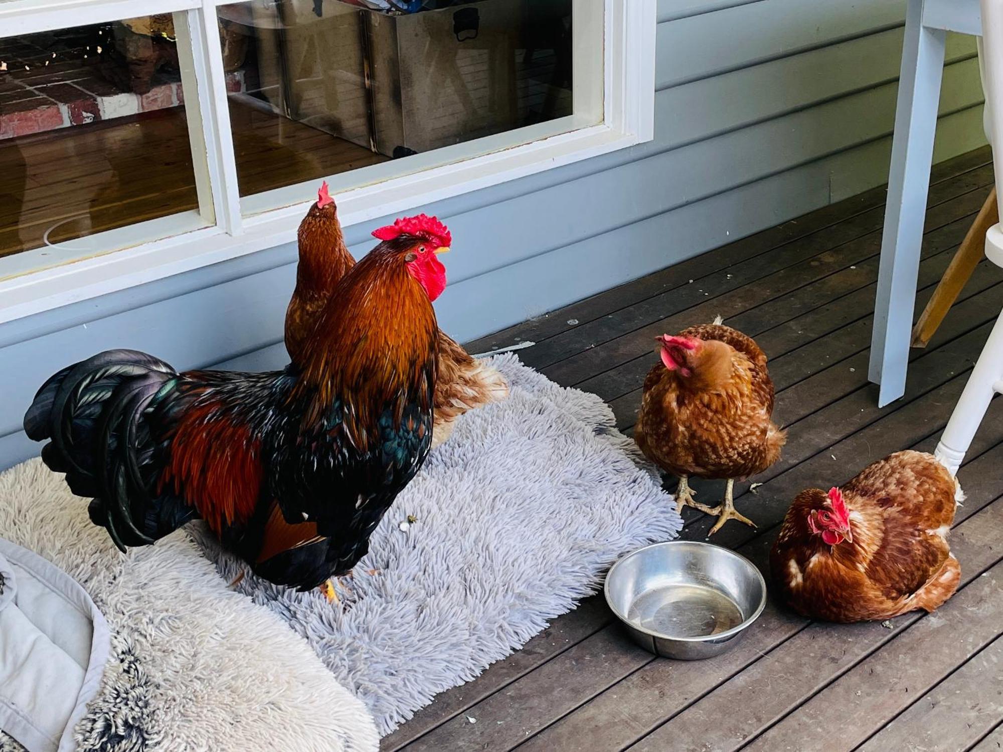 Farm Stay Maple Cottage At Wilindi Estate Tyabb Экстерьер фото